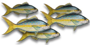 Yellowtail Snapper Fillet, 1 Pound by Fresh Choice Seafood