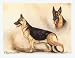 All Products : German Shepherd Notecards