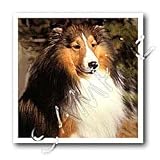 Dogs Sable Border Collies - Sable Border Collie - Iron on Heat Transfers