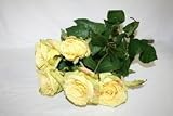31DNwN0x9sL. SL160  Rose bush   yellow