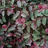 Snow Bush, Snow-on-the-mountain (Breynia Disticha) Nice Bushy Shrubs in 1 Gallon Pots