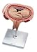 5th Month Fetus, transverse lie Pregnancy Model
