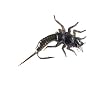 Wilson's Sideways Stone - Black ::: Stonefly Nymph ::: Fly Fishing Flies