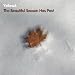 The Beautiful Season Has...