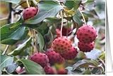 Dogwood Fruit Seeds Nature Photo Note Card Card