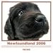 The Dog Newfoundland (Artlist Collection)