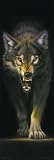 GB eye Ltd, Prowling Wolf, Door Poster, (53x158cm)