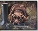 labrador4 - Pet Mat 180 x 270 Chocolate Labrador Retriever