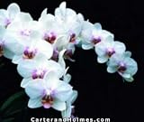 Phal Porcelain Doll 