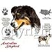 Australian Shepherd Adult T-Shirt
