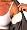 Braza Clothing Shields-10 count, Regular