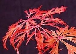 20 ****Seeds****crimsom Queen Japanese Maple--deep Red Shades *Bonsai *Landscape