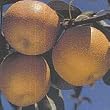 Semi Dwarf Hosui Asian Pear Tree---12 by 12 Inch Container