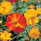 Organic Bright Lights Cosmos - 50 Seeds
