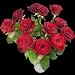 12 Red Roses - The Classic Dozen Red Rose Bouquet 