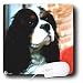 Dogs Cavalier King Charles Spaniel - Cavalier King Charles Spaniels - Mouse Pads Image