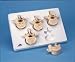 Set of 5 BONElike Lumbar Vertebrae