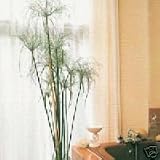 Outdoor Living : EGYPTIAN PAPYRUS -4 Seeds- Cyperus papyrus