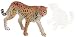 Adult Cheetah, Wild Safari