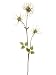 34 Iced Clematis Seed Spray Green Ice (Pack of 12)