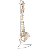 Wellden Product Medical Anatomical Classic Spine Model, Flexible, Life Size, 80cm/31.5", Stand Included