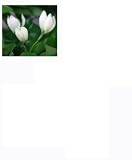 WATSONS Proteam HO1919 - Artificial Tree Collection - 4 Foot White Yulan Tree