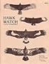 Hawk watch: A guide for beginners
