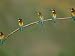 Beaks replete with prey, a band of bee eaters eye their nests nearby Photographic Pos...