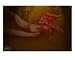 08295 Frau Am Boden 06 Giclee Poster Print by andreas kovar, 16x20