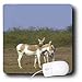 Danita Delimont - Wildlife - Asiatic Wild Ass, Donkey, Rann of Kutch. Gujarat, INDIA-AS10 POX0571 - Pete Oxford - Mouse Pads