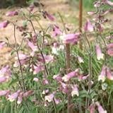 Hairy Beardtongue (Penstemon hirsutus) - Jumbo Wildflower Seed Packet