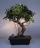 Ficus Retusa Bonsai Tree.(ficus retusa)