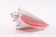 Conch