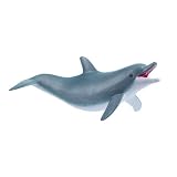 Dolphin, Playing (5)