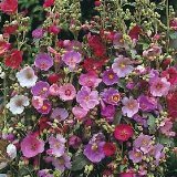 Los Brisas Desert Mallow 40 Seeds