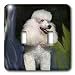 Dogs Poodle - Miniature Poodle - Light Switch Covers - double toggle switch Dogs Poodle - Miniature Poodle - Light Switch Covers - double toggle switch
