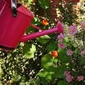 Fuchsia Pink Watering Can