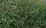 Blue Vervain Herbal Tea