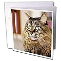 Cats - Maine Coon - Greeting Cards-12 Greeting Cards with envelopes
