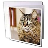 Cats - Maine Coon - Greeting Cards-6 Greeting Cards with envelopes