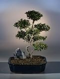 Bonsai Boy's Brush Cherry - POM-POM Style Bonsai Tree<br><i>(Eugenia Myrtifolia)</i>