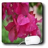 WhiteOak Photography Floral Prints - Unique Pink Flowers Dark pink flowers with rain - Mouse Pads