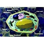 Cell Structure & Function, Cell Cycle, Mitosis & Cell Division, Meiosis (CD-ROM)
