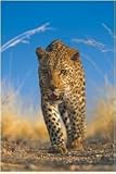Wildlife Posters: African Leopard - Blue Sky Poster - 61 x 91 cm