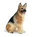 Schleich German Shepard Male 16376