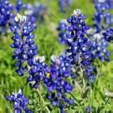 Lupinus texensis (Texas Bluebonnet) - Bulk Wildflower Seeds