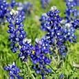 Lupinus texensis (Texas Bluebonnet) - Bulk Wildflower Seeds