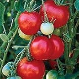 Organic Stupice Slicing Tomato Plant - ORDER NOW ! - B001M22XRI