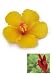 Hawaiian Hair Pick Foam Flower Hibiscus Yellow