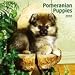 pomeranian0 - Pomeranian Puppies 2010 Wall Calendar